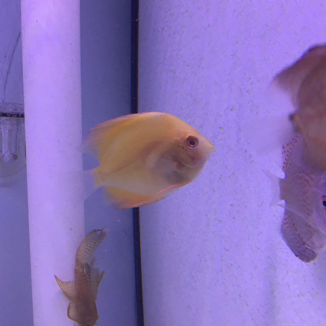 Yellow Diamond Discus (Symphysodon sp.)