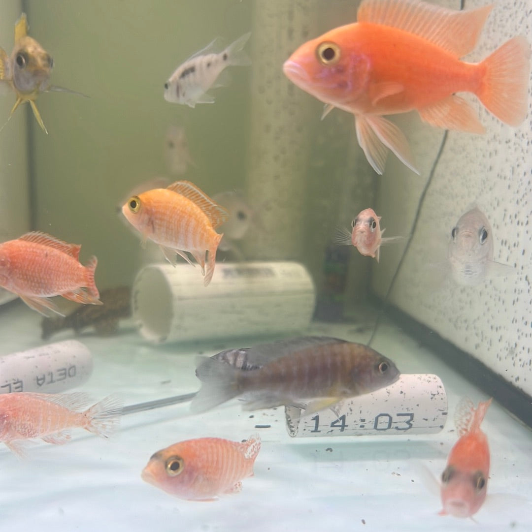 Assorted Peacock Cichlid