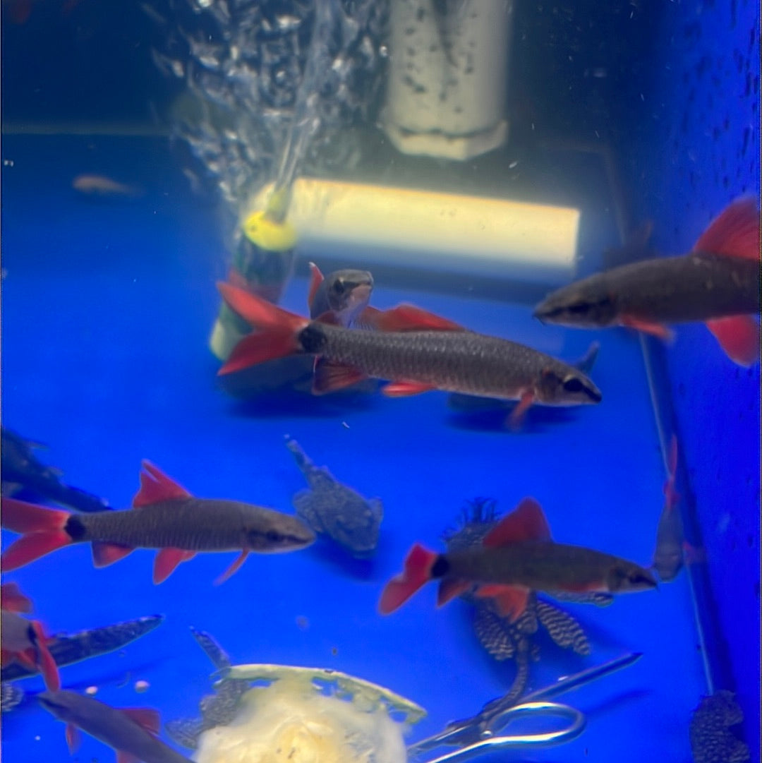 Rainbow Shark (Epalzeorhynchos frenatum)