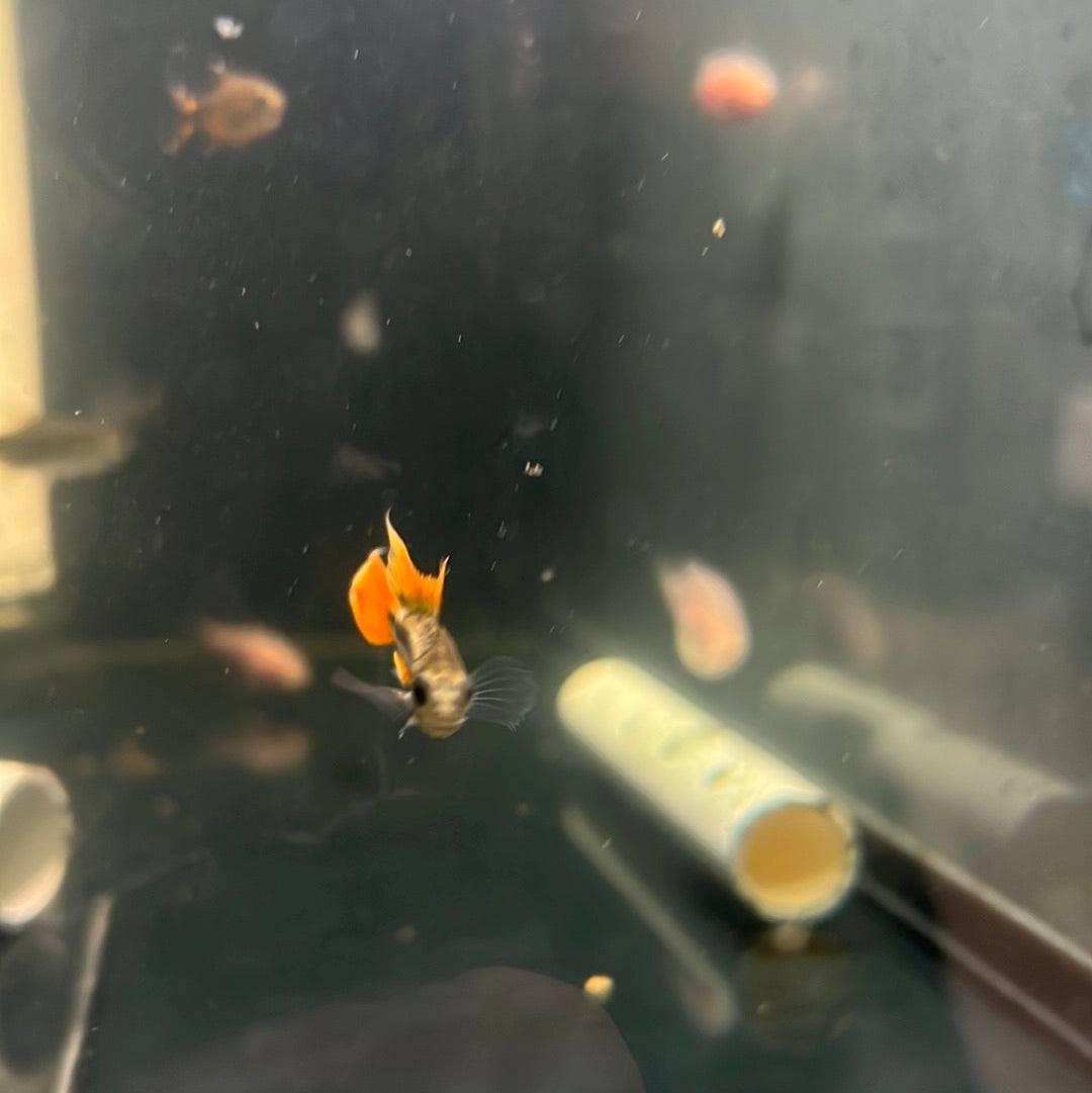 Apistogramma cacatuodes orange flash (Apistogramma cacatuoides)