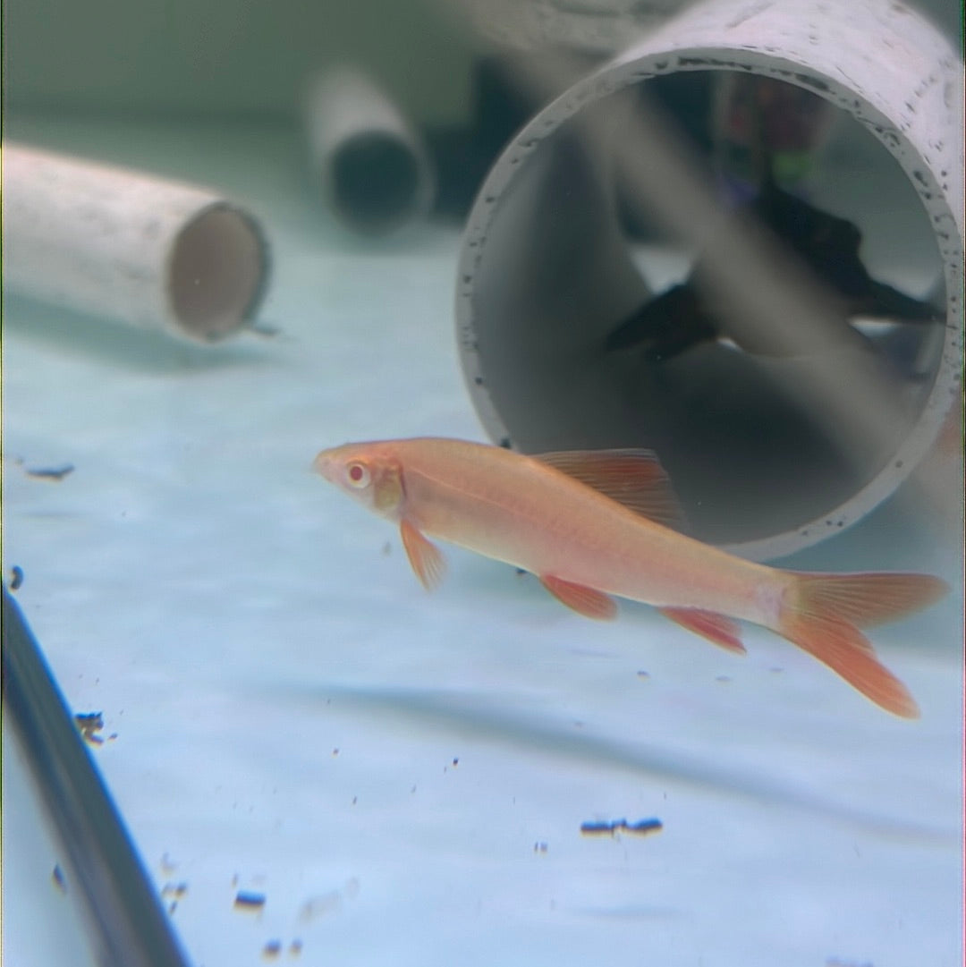 Albino Rainbow Shark (Epalzeorhynchos frenatum)