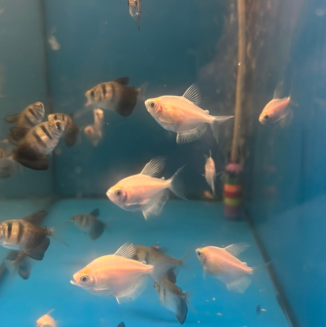 White Widow Tetra (Gymnocorymbus Ternetzi)