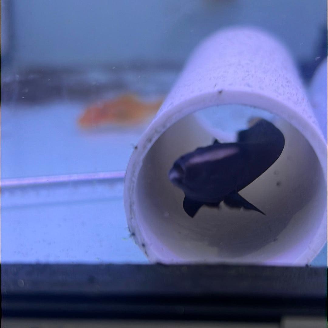 Black Ghost Knife (Apteronotus albifrons)