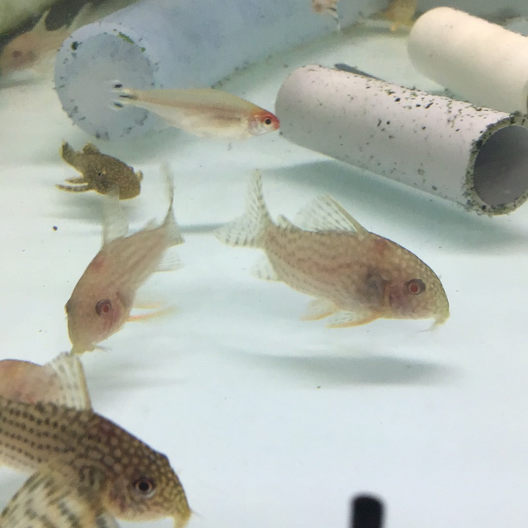 Albino Sterbai Corydoras (Corydoras sterbai)