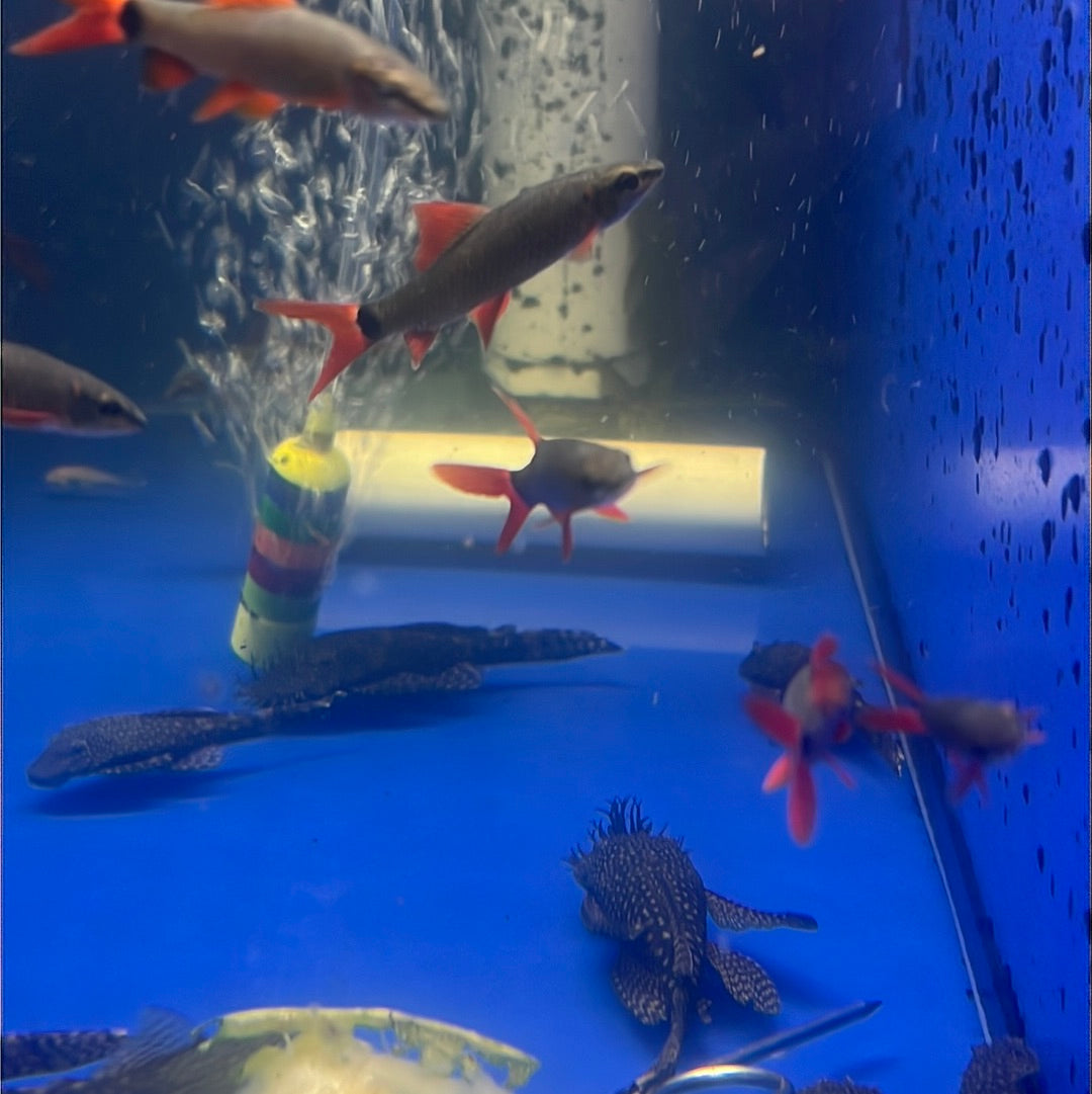Rainbow Shark (Epalzeorhynchos frenatum)