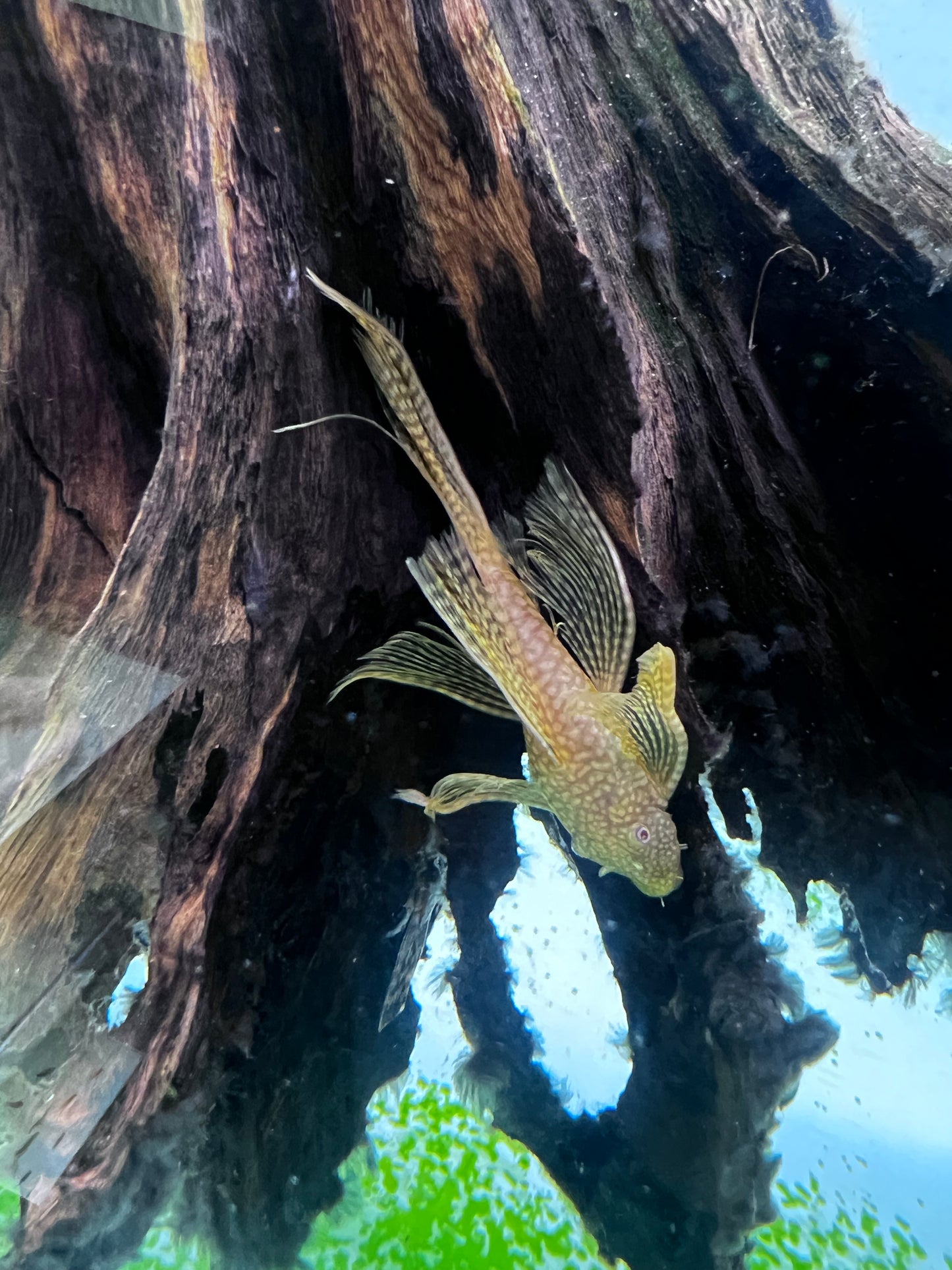 Albino Longfin Bristlenose
