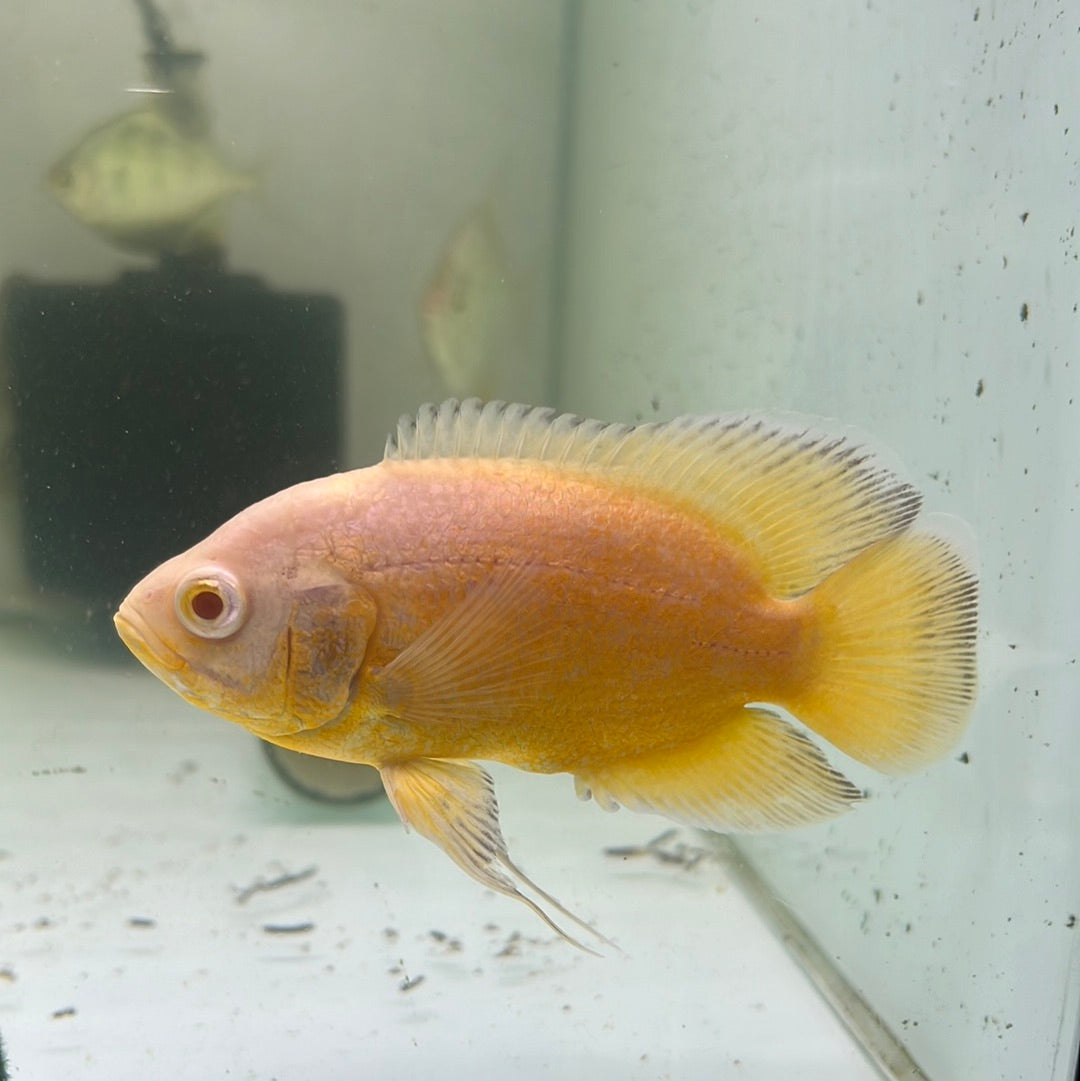Yellow Lemon Oscar red eye (Astronotus ocellatus)