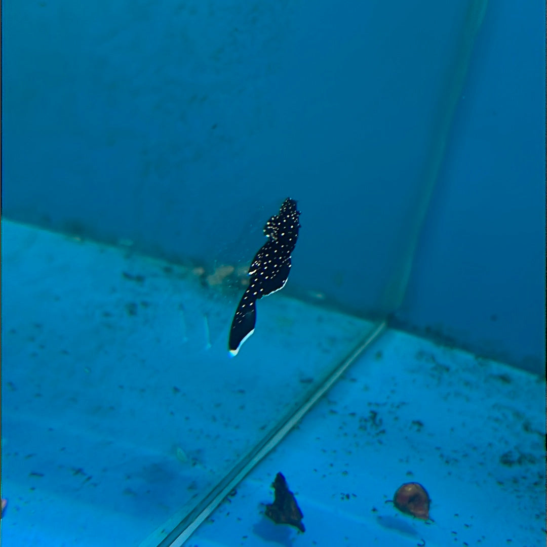 Peppermint Bristlenose