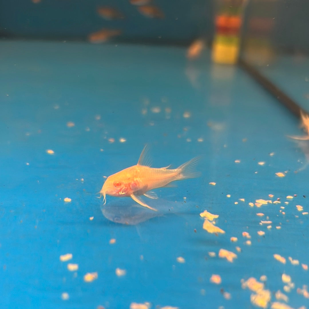 Albino Peppered Corydoras