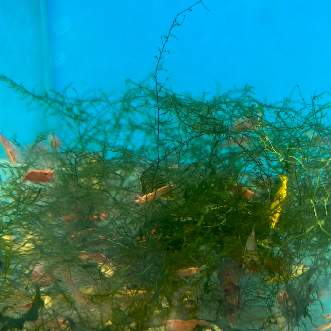 Cherry Shrimp (Neocaridina davidi)