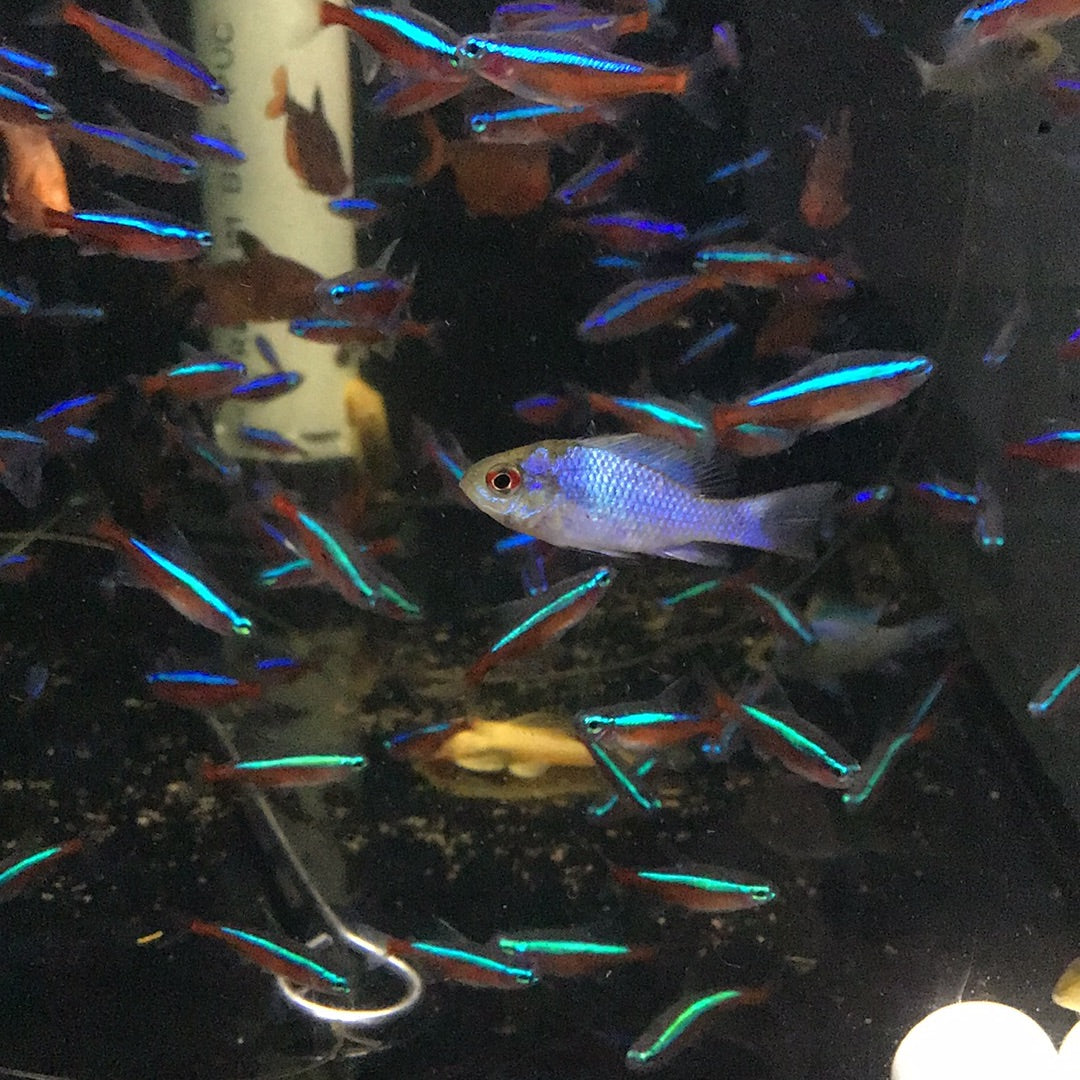 Electric Blue Rams (Microgeophagus Ramirezi)