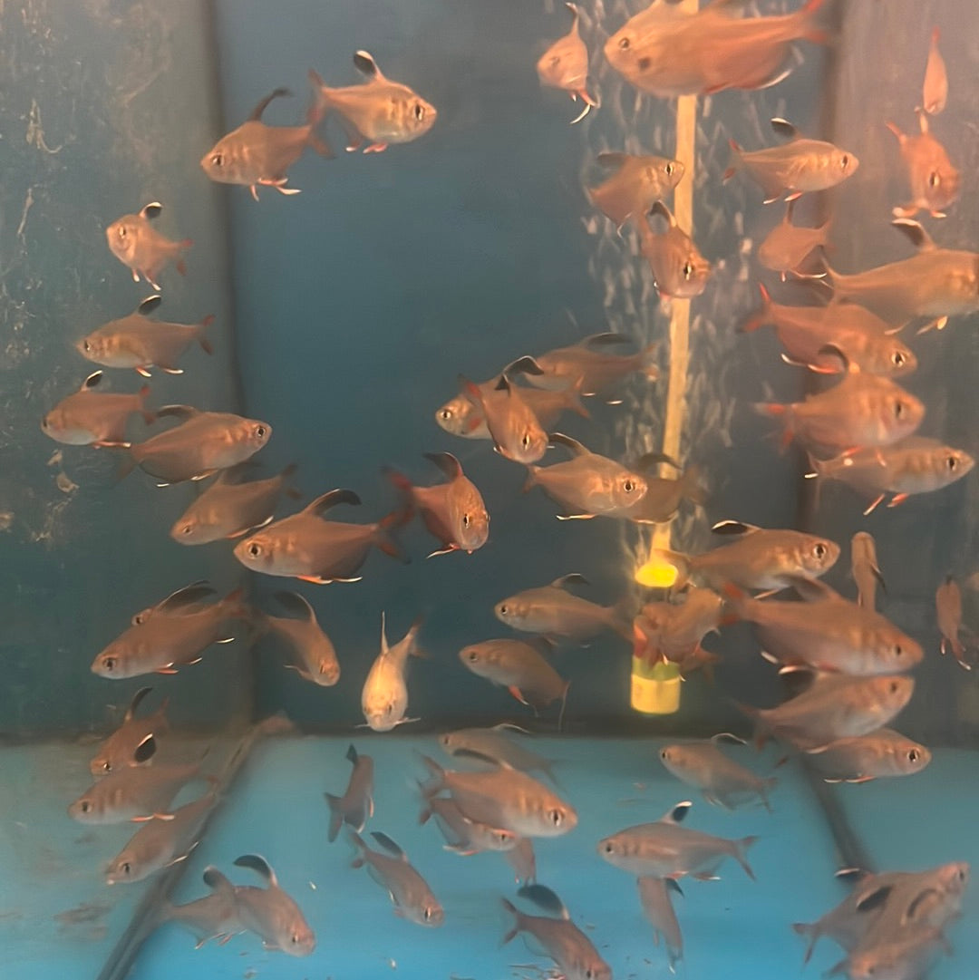 Rosy Tetra (Hyphessobrycon rosaceus)