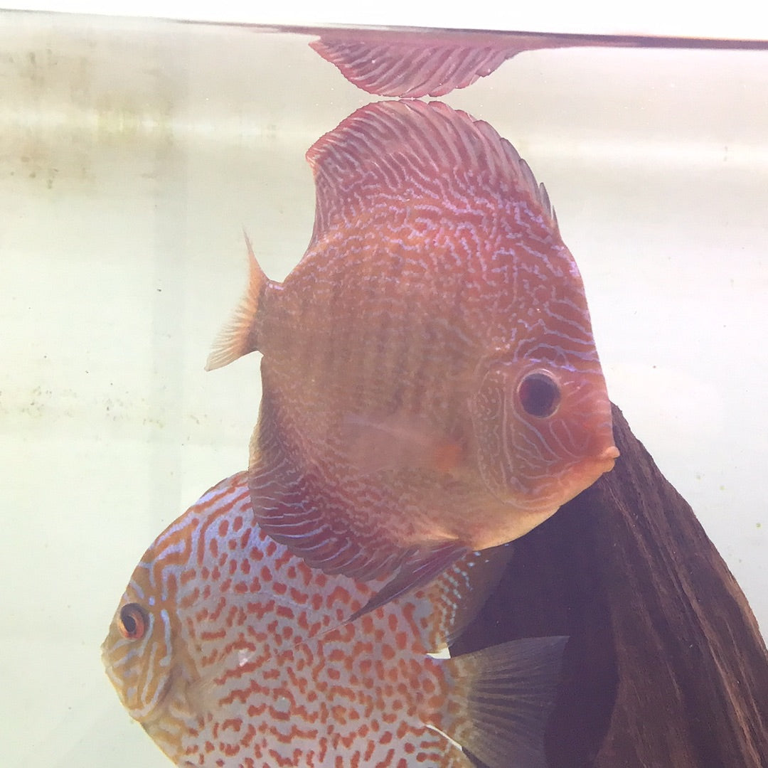 Snake Skin Discus (Symphysodon sp.)
