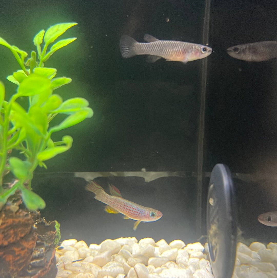 Red-striped Killifish (Aphyosemion striatum)