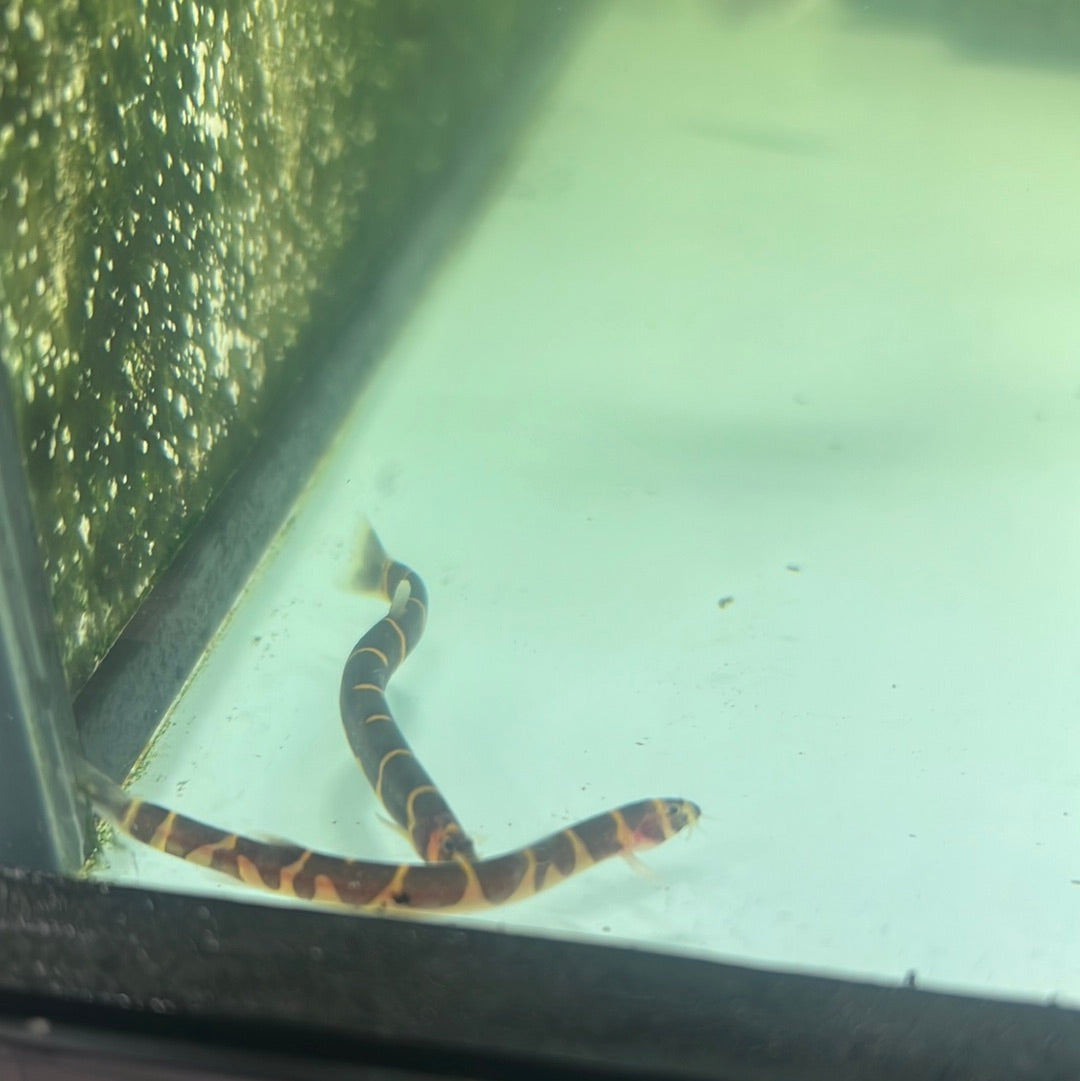 Kuhlii Loach (Pangio Kuhlii)