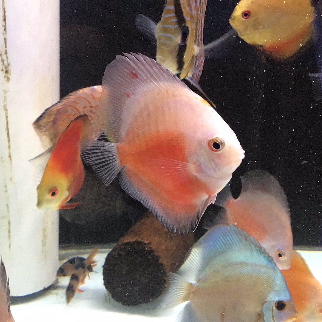 Red And White Discus (Symphysodon sp.)