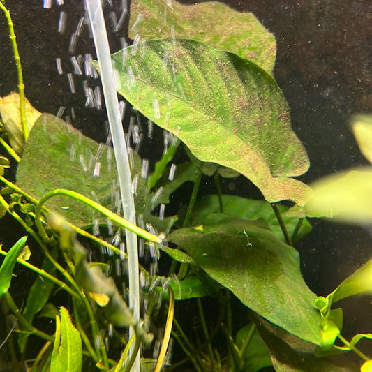 Anubias