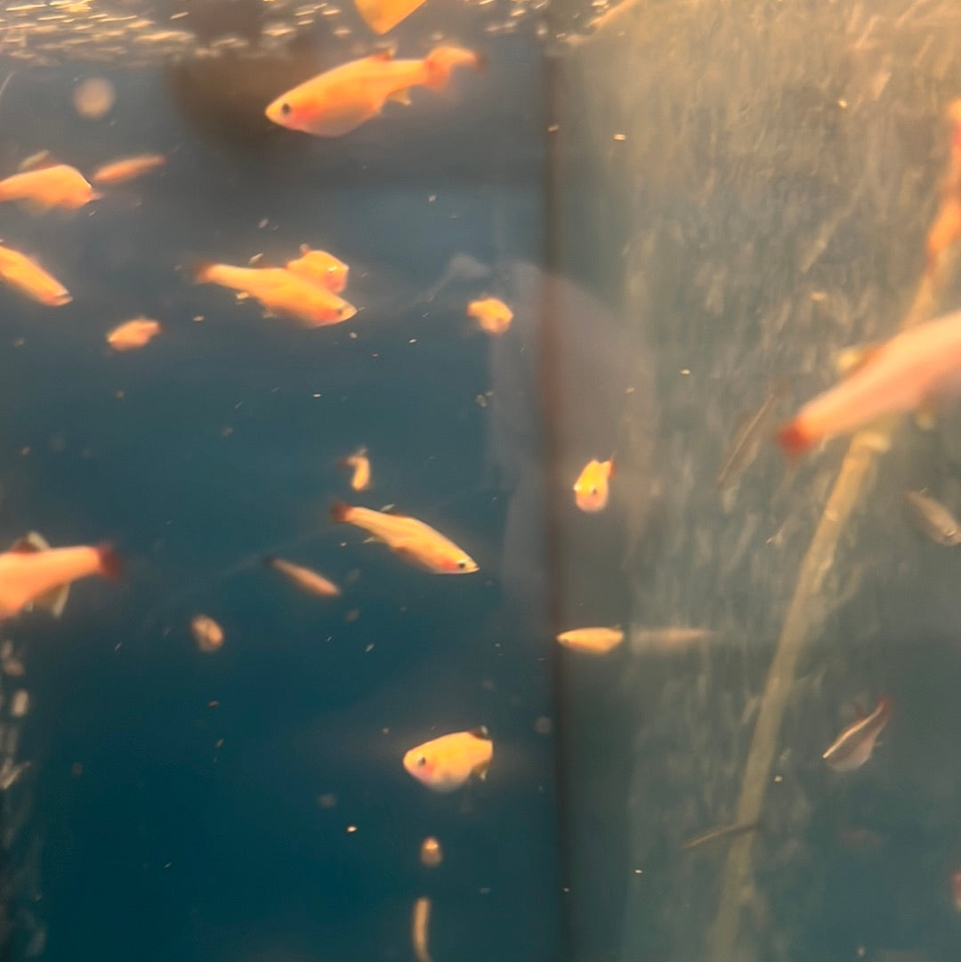 Gold White Clouds -mountain minnows (Tanichthys albonubes)