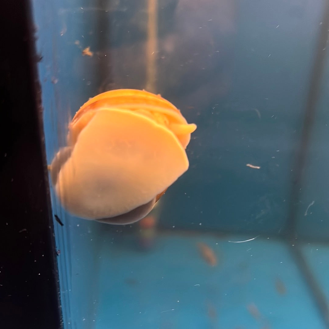 Gold Mystery Snails (Pomacea bridgesii)