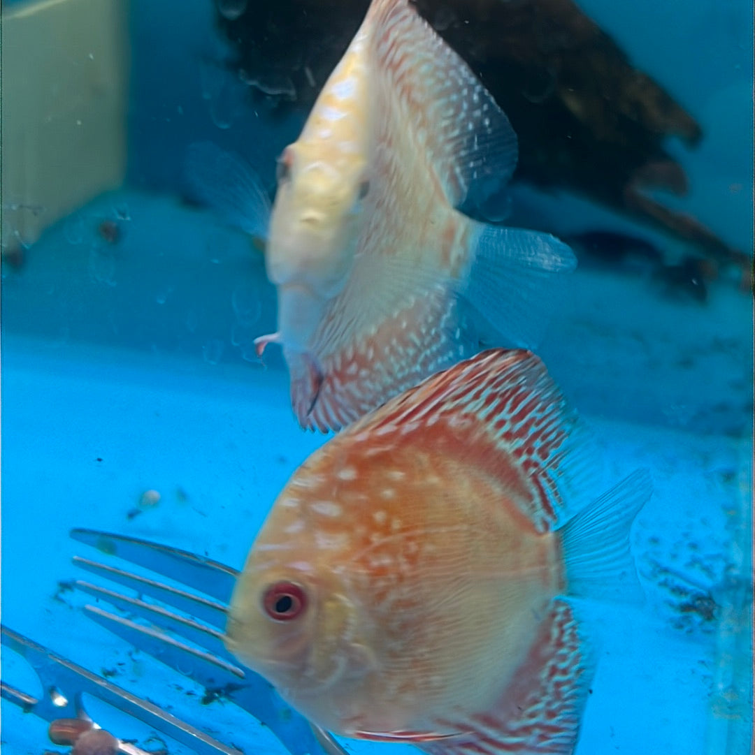 Red Eagle Discus (Symphysodon sp.)