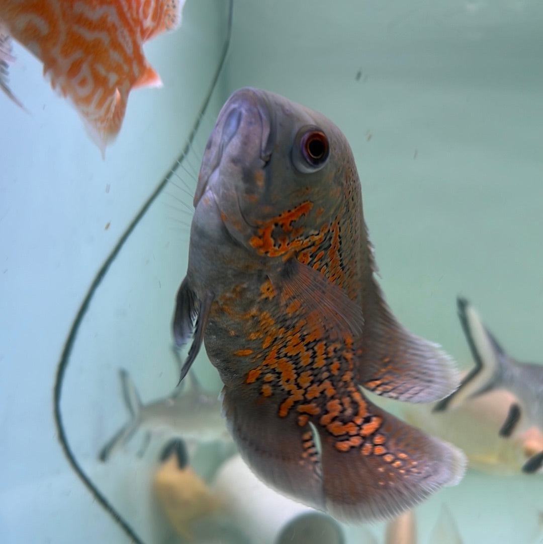 Super Red Tiger Oscar (Astronotus ocellatus)