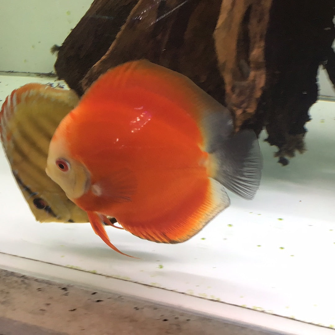 Red Melon Discus (Symphysodon sp.)