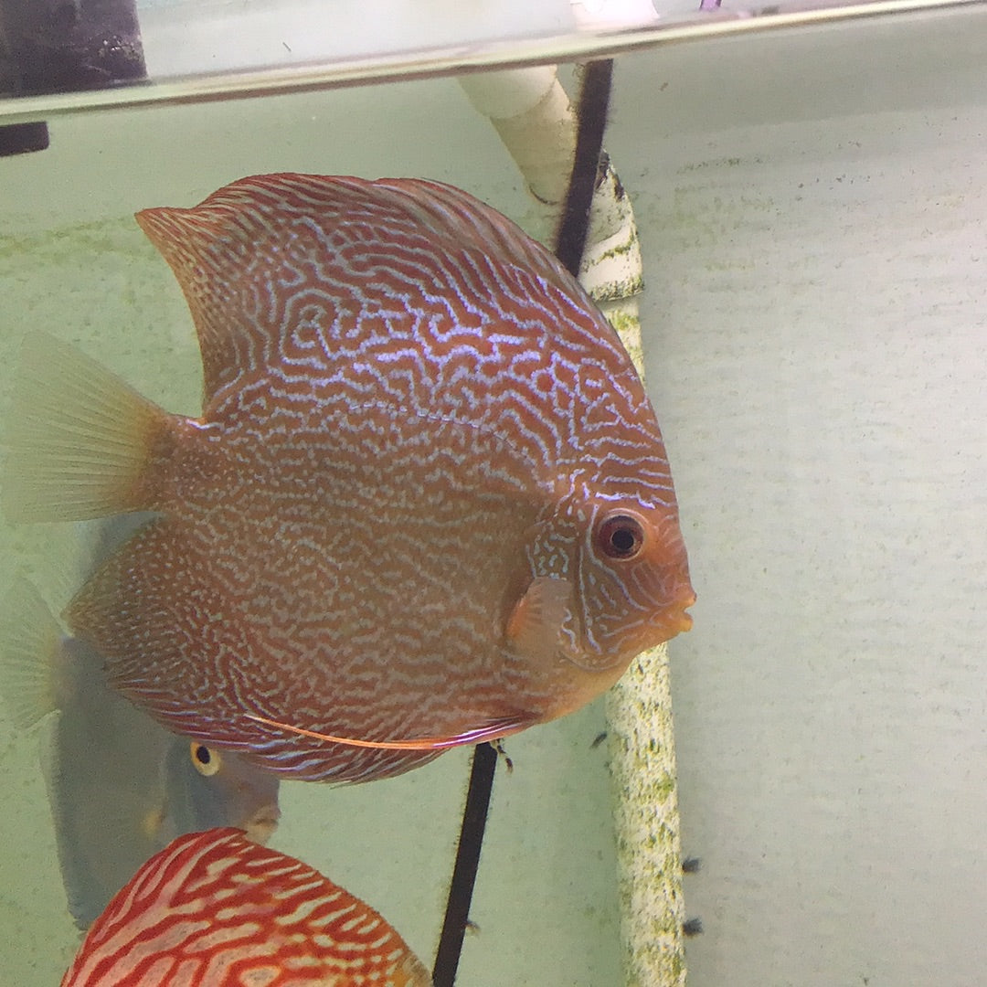 Snake Skin Discus (Symphysodon sp.)