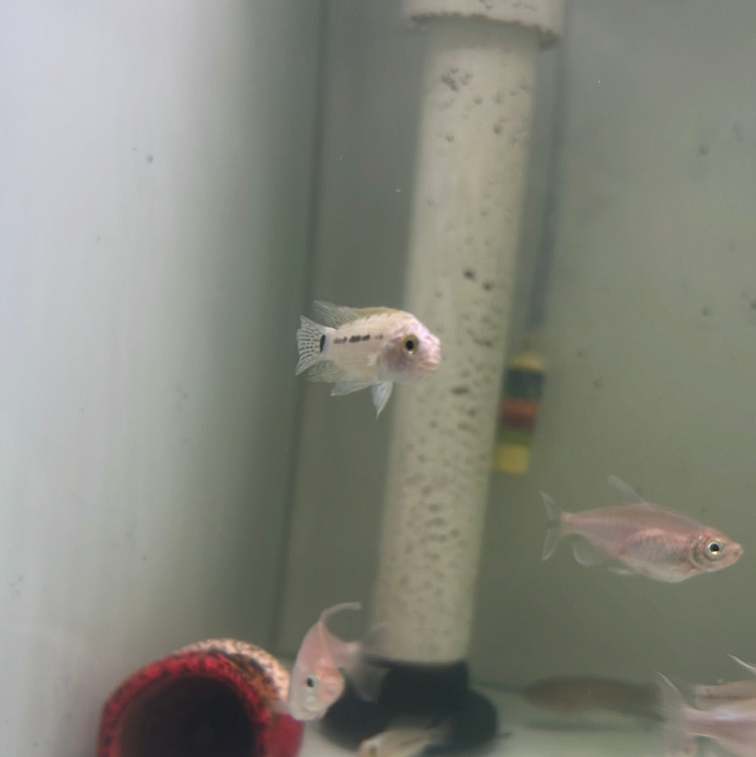 Apistogramma Agassizii Neon Head (Apistogramma Agassizii)