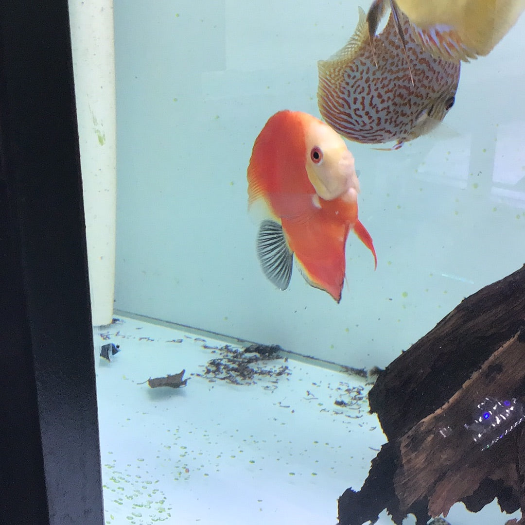 Red Melon Discus (Symphysodon sp.)
