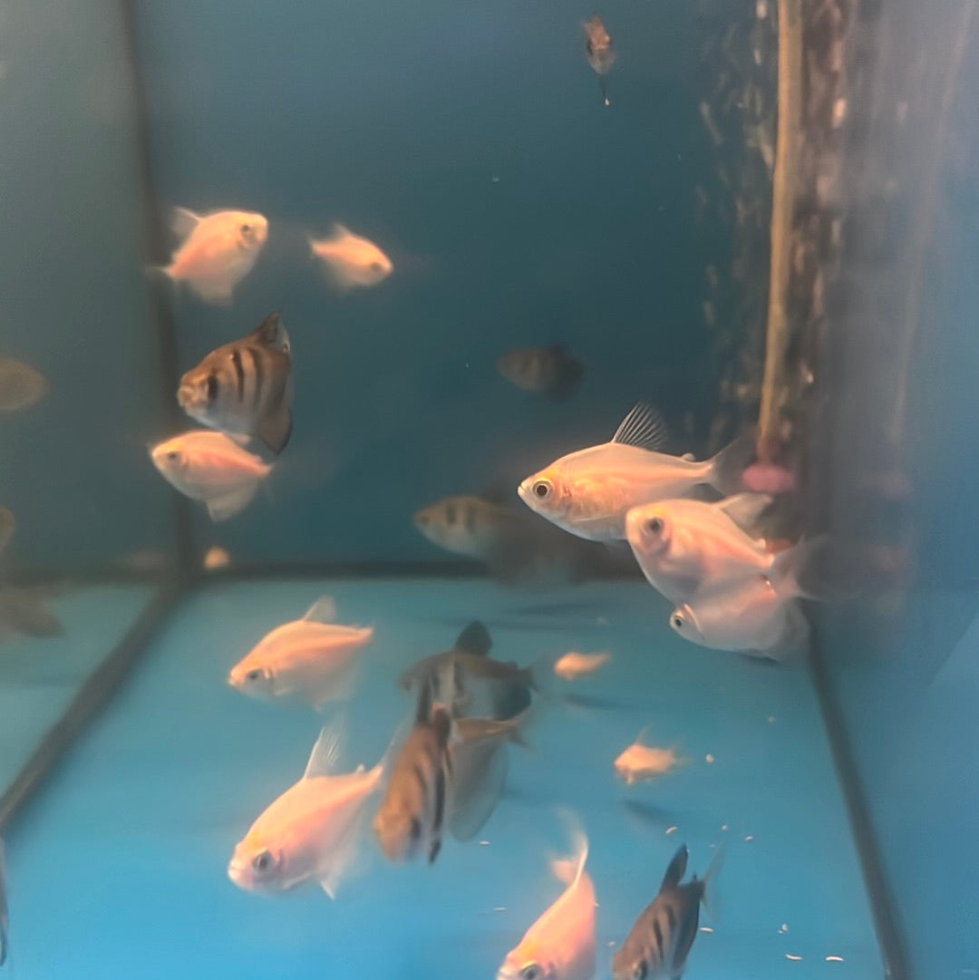 White Widow Tetra (Gymnocorymbus Ternetzi)