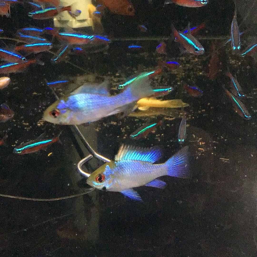Electric Blue Rams (Microgeophagus Ramirezi)