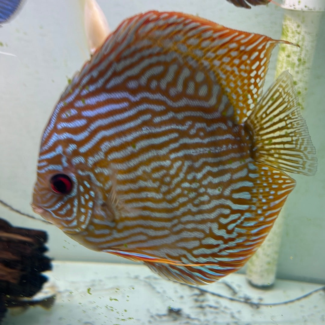 Altum flora Discus (Symphysodon sp.)