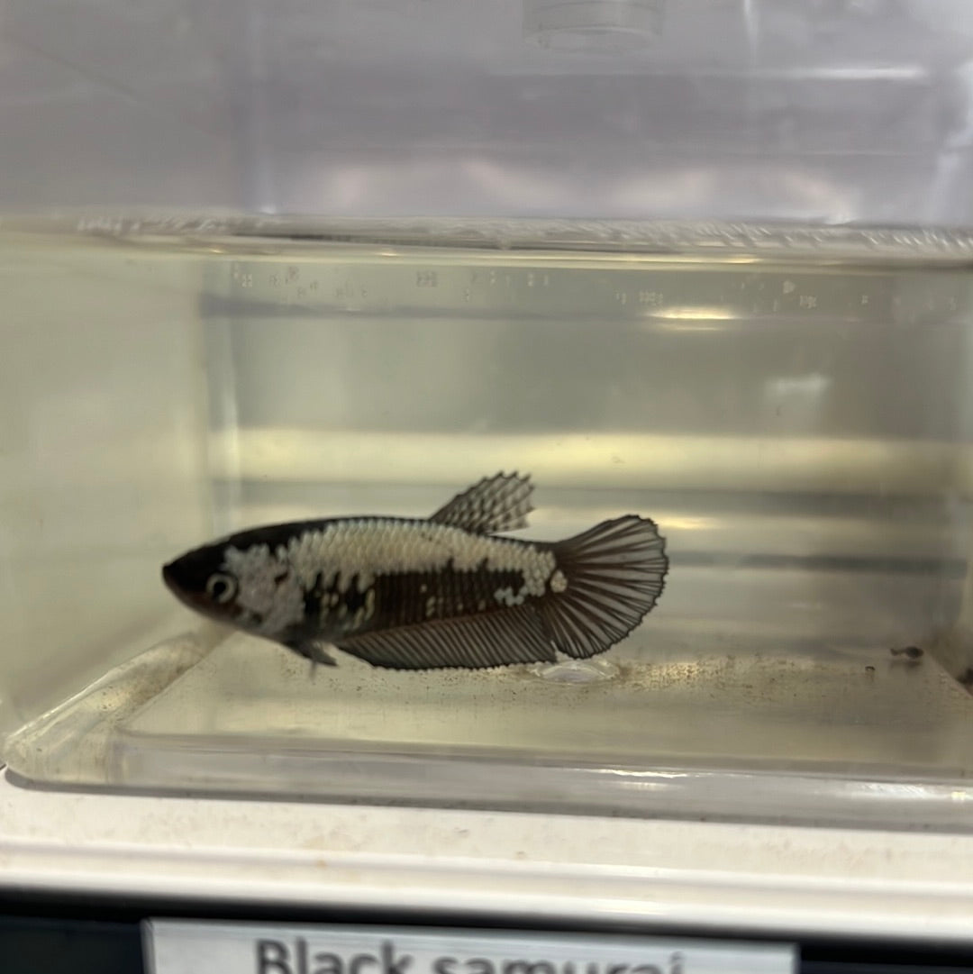 Black and White Samurai Betta