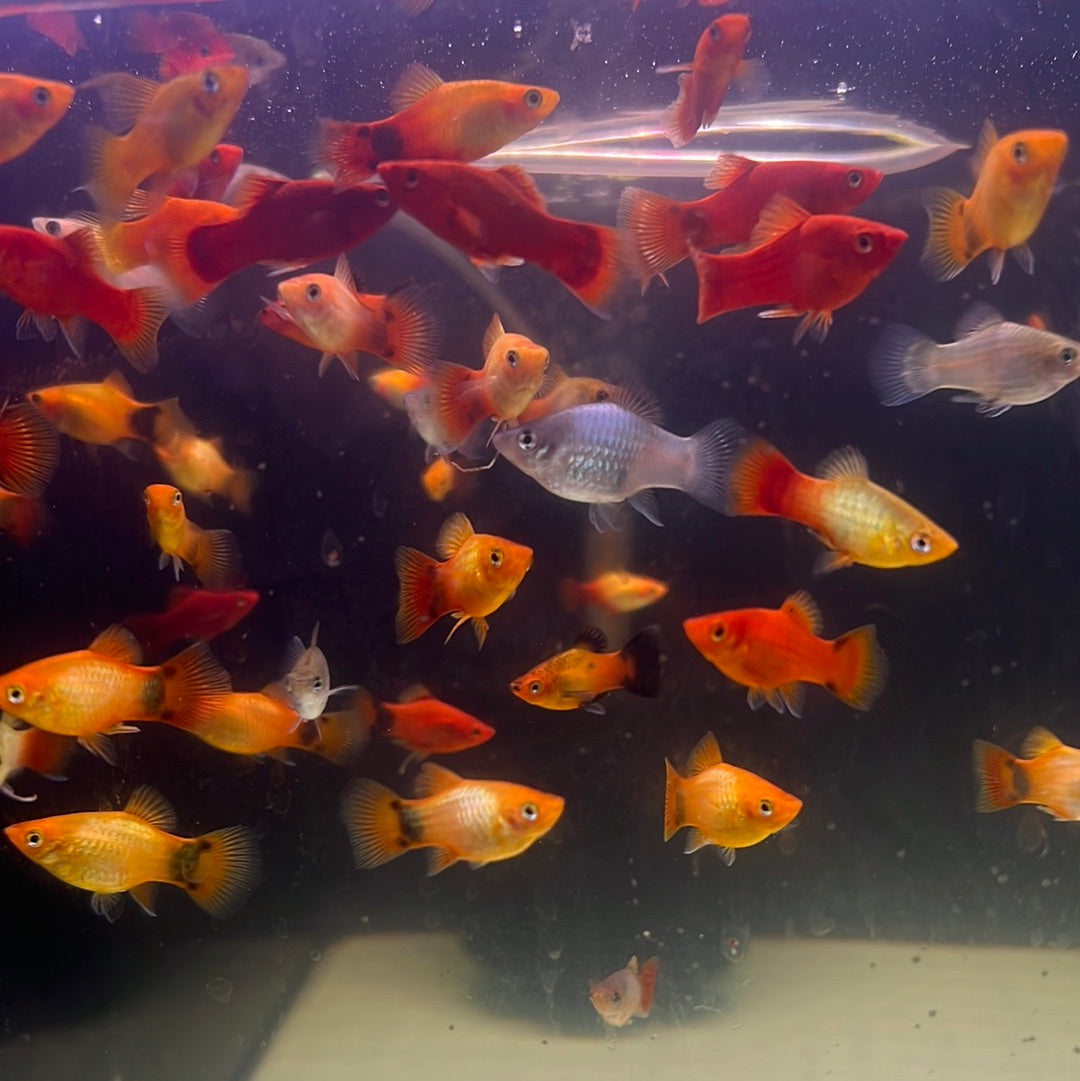 Assorted platy (Xiphophorus variatus)