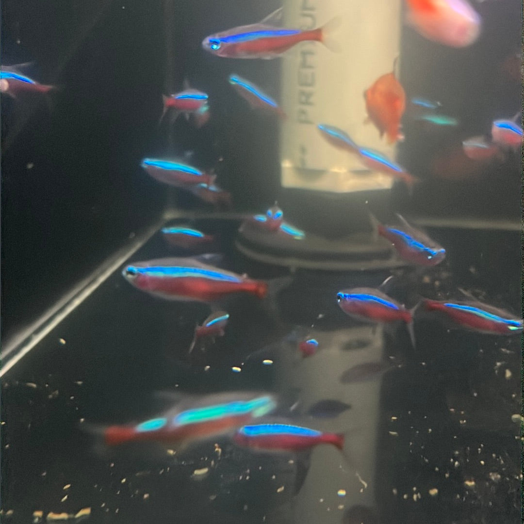 Cardinal Tetra (Paracheirodon axelrodi)