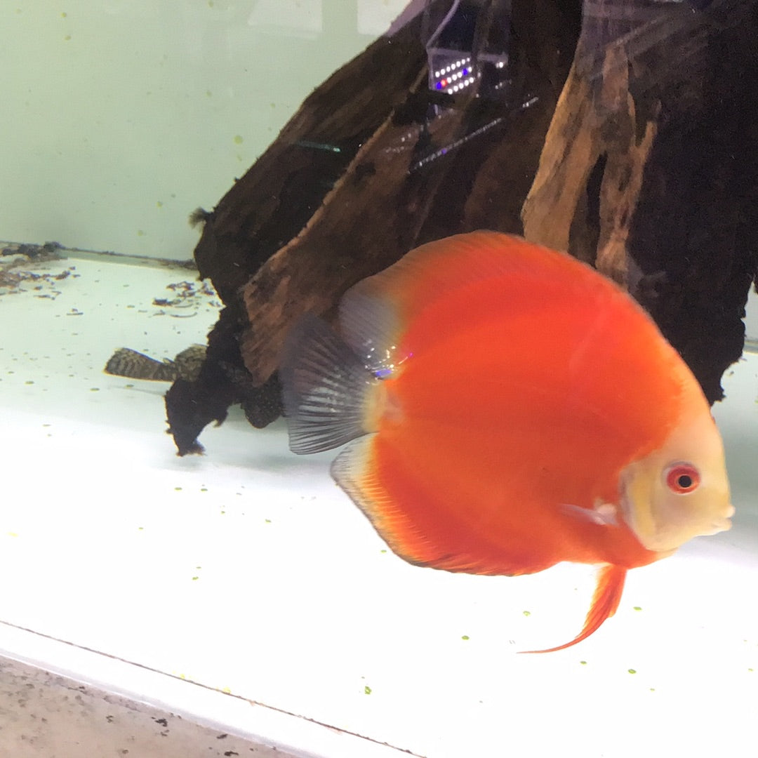 Red Melon Discus (Symphysodon sp.)
