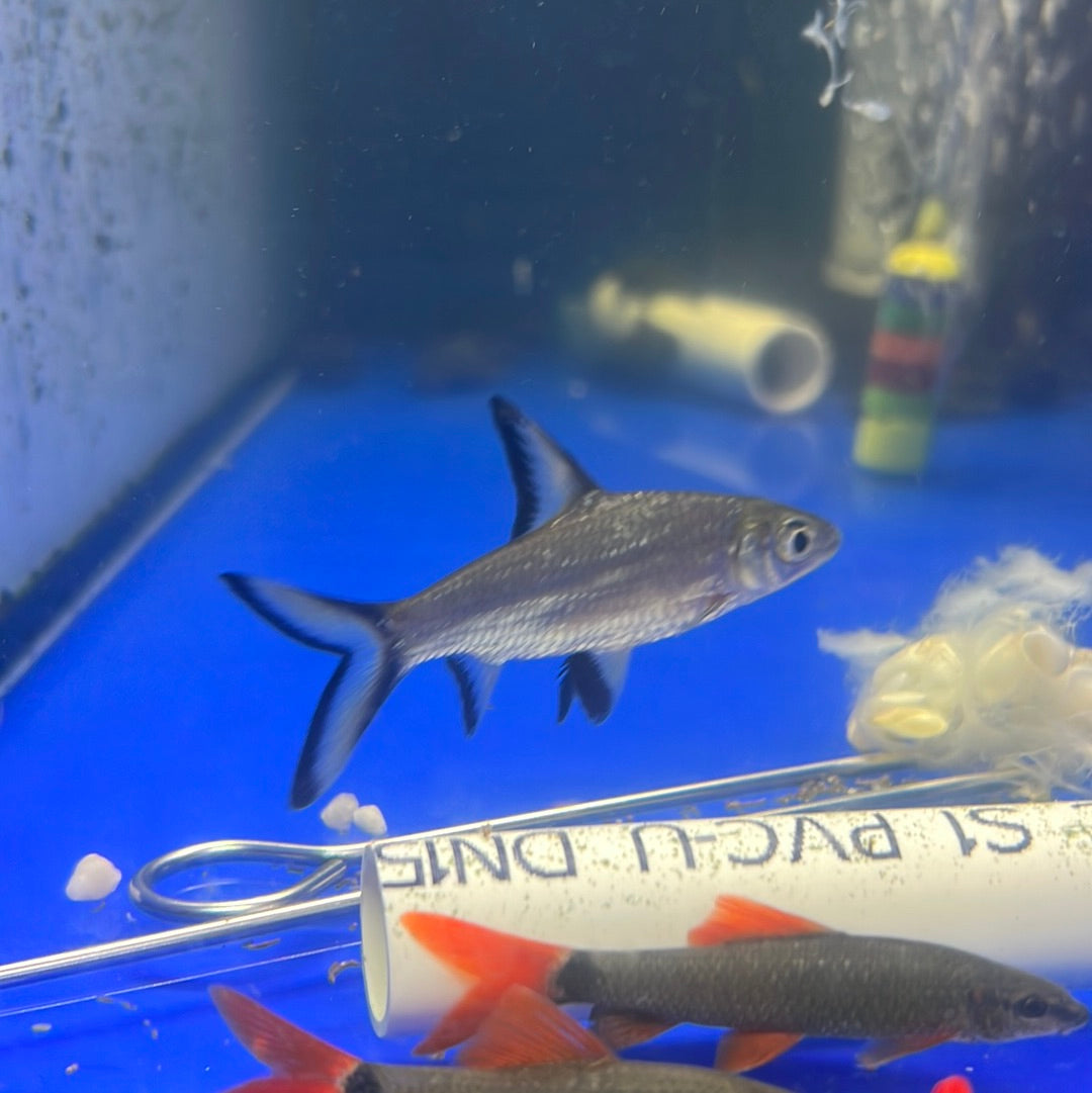 Silver Shark (Balantiocheilus melanopterus)
