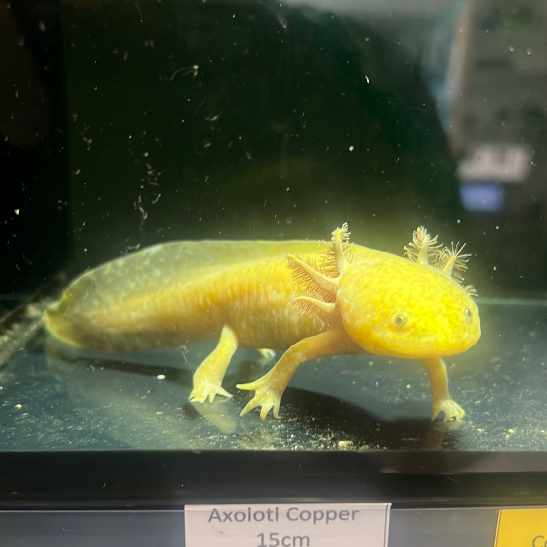 Copper Axolotl (Ambystoma mexicanum)