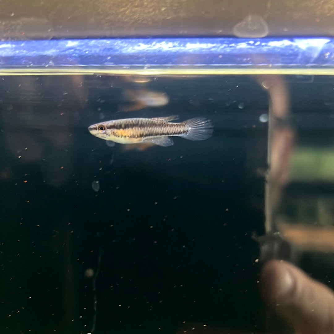Aphyosemion bivittatum-lagos (Aphyosemion Bivittatum)