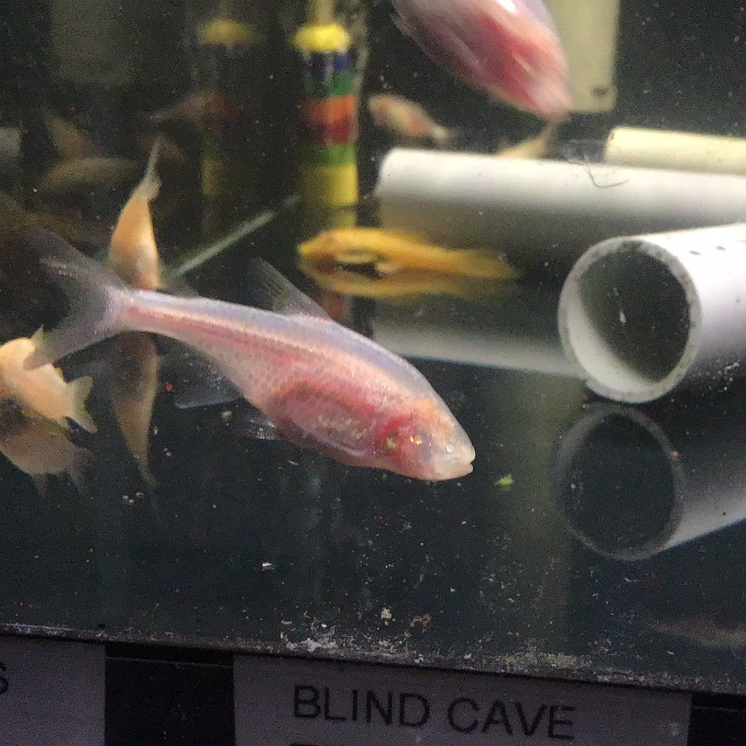 Blind Cave Tetra (Astyanax jordani)