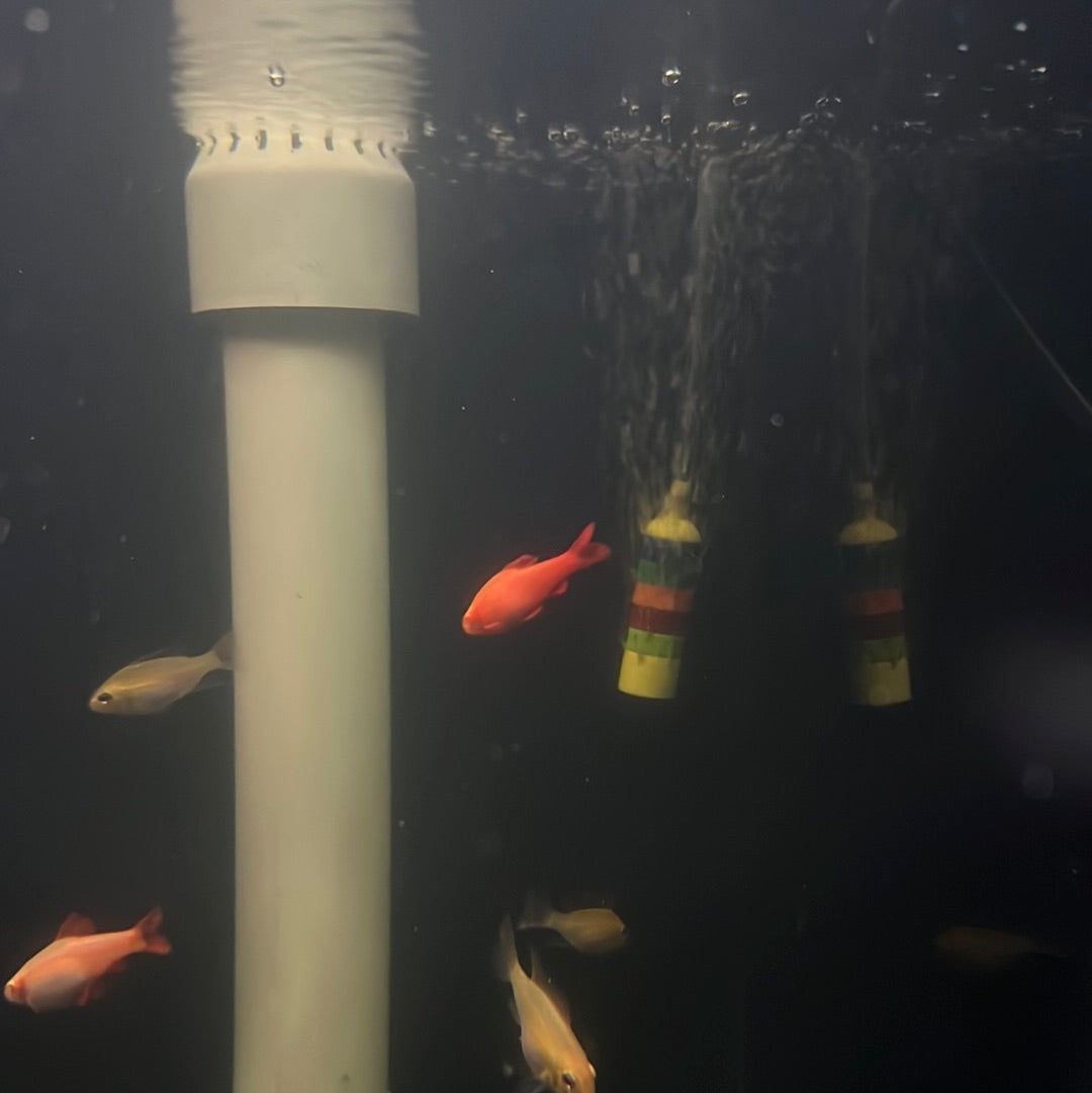 Albino Cherry Barb (Puntius titteya)