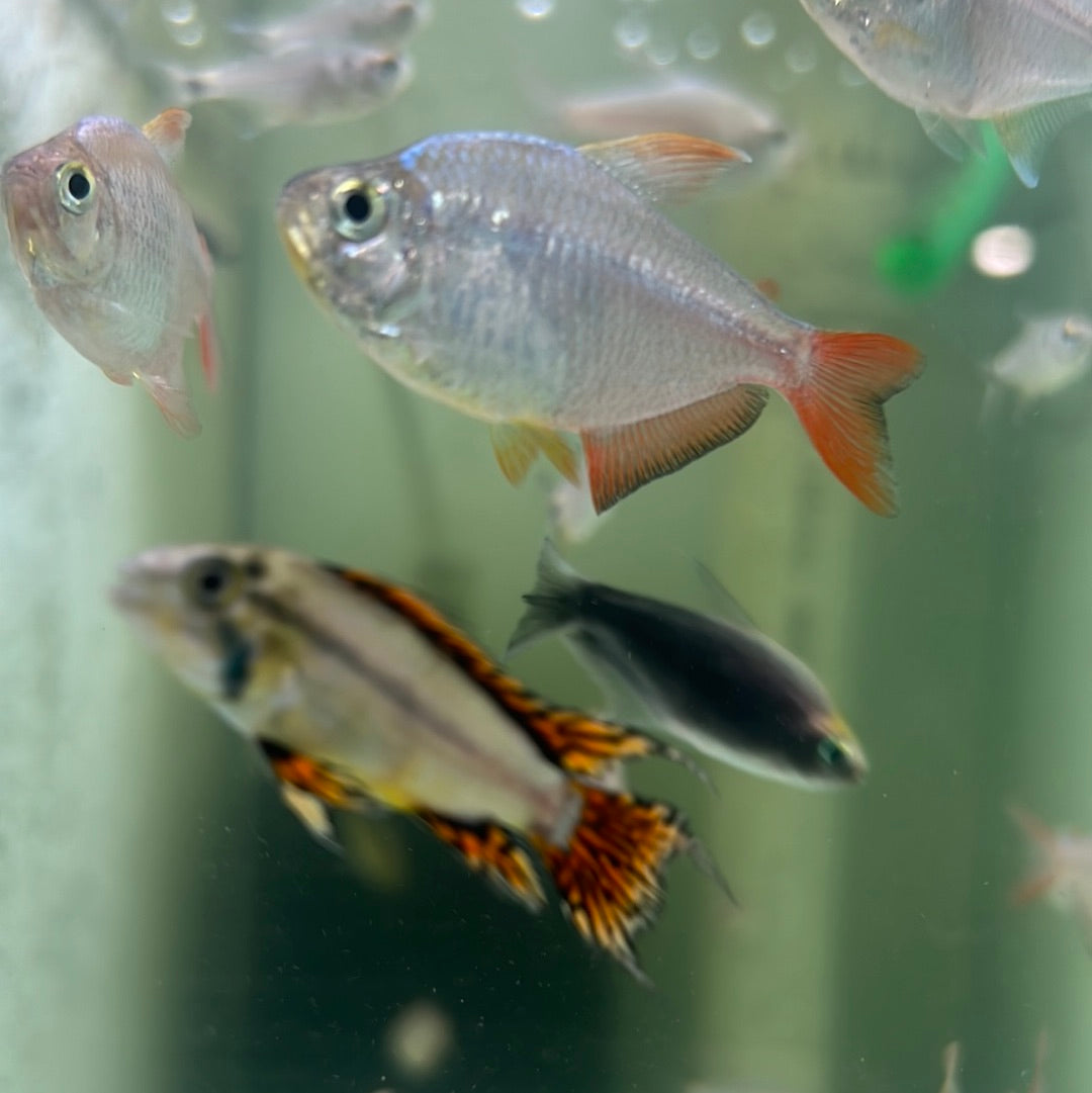 Colombian Red Fin Tetra (Hyphessobrycon columbianus)