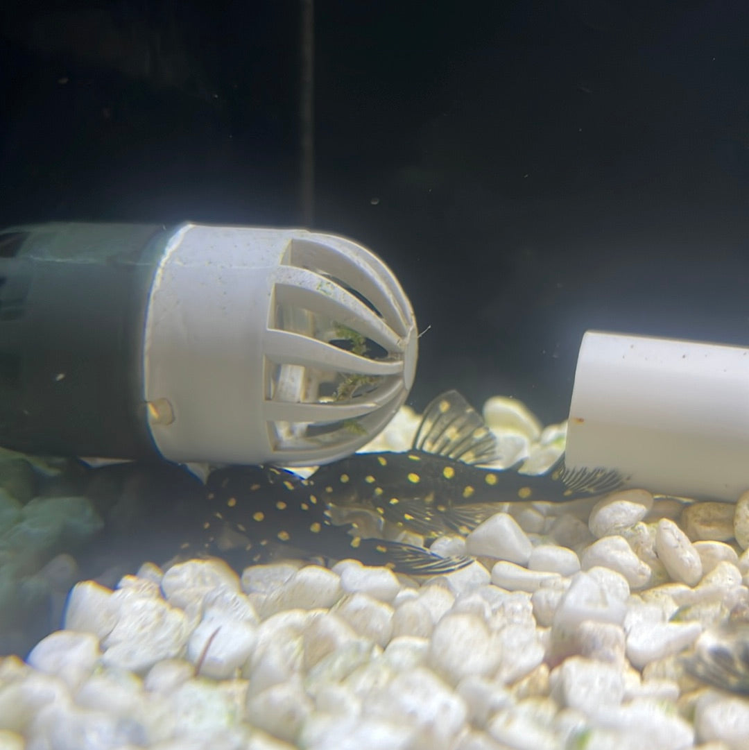 L201 Snowball Pleco (Hypancistrus sp.)