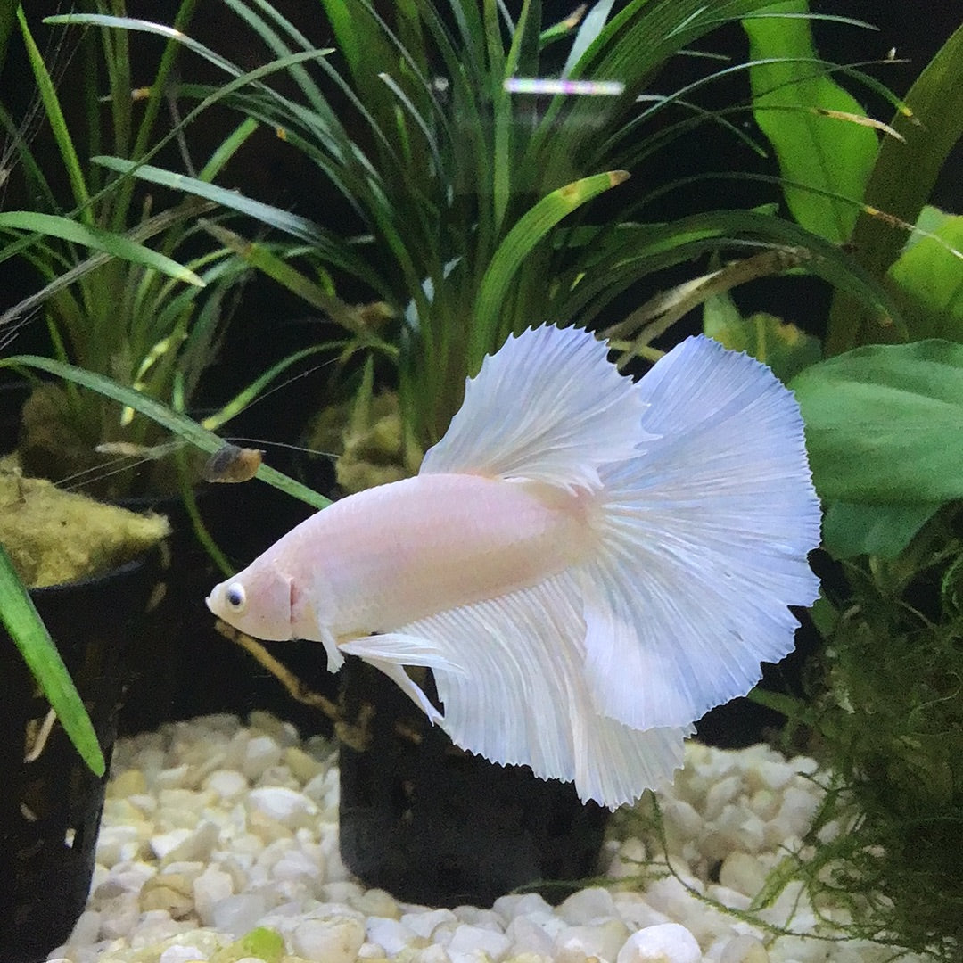 Platinum HalfMoon Betta