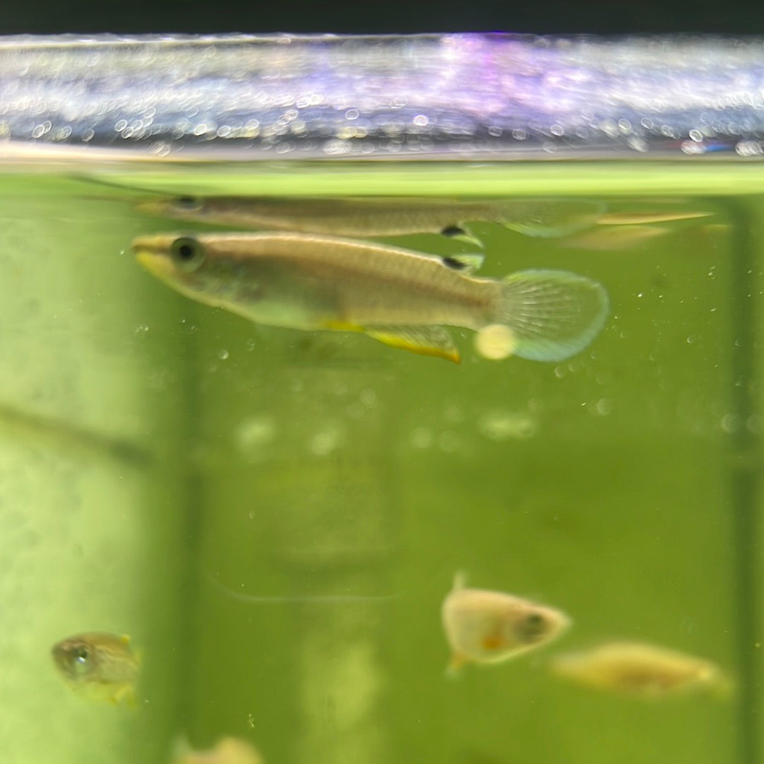 Blue Panchax (Aplocheilus Panchax)
