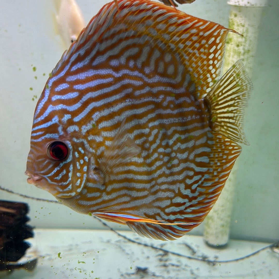 Altum flora Discus (Symphysodon sp.)
