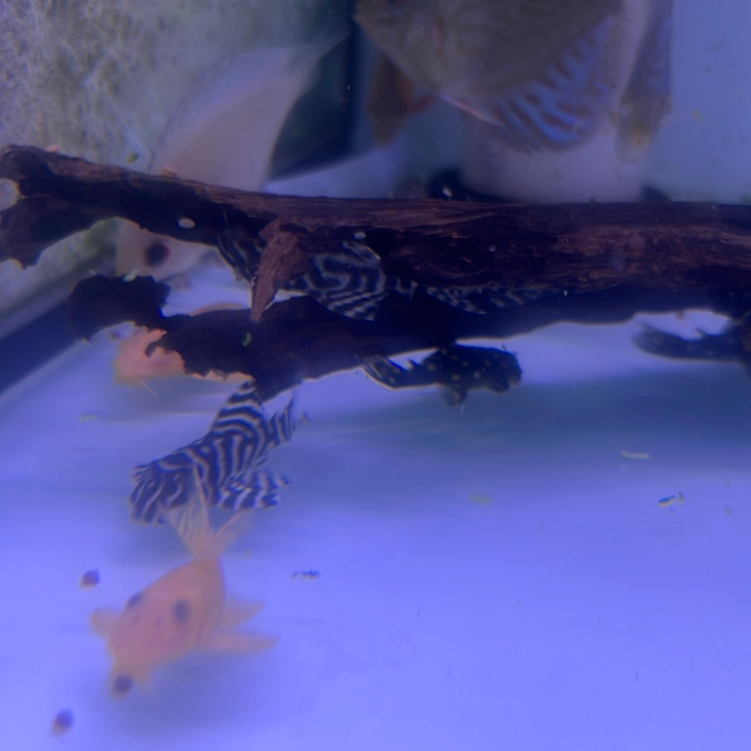 L333 King Tiger Pleco (Hypancistrus sp)
