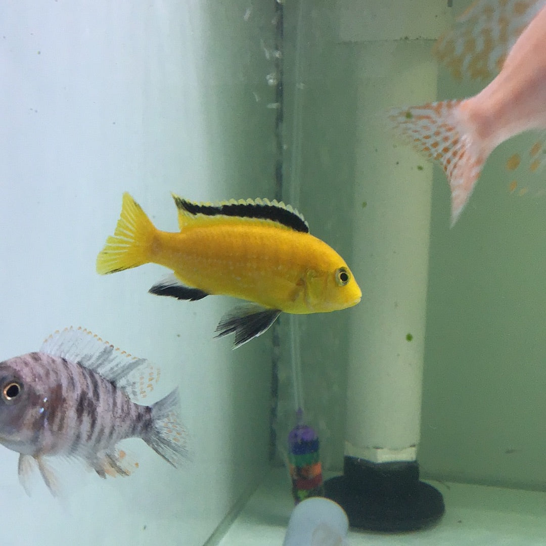 Electric Yellow cichlid (Labidochromis Caeruleus)