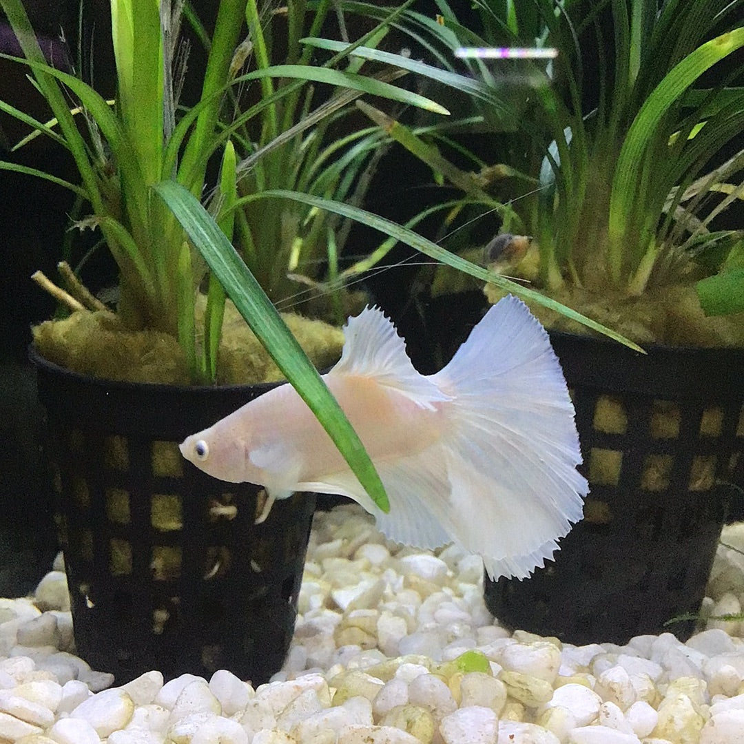 Platinum HalfMoon Betta
