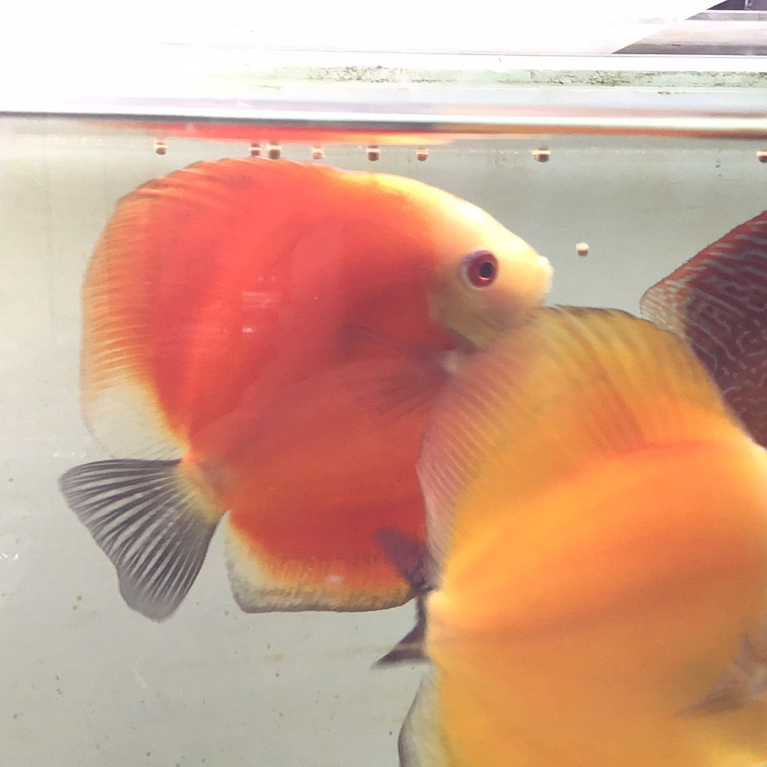 Red Melon Discus (Symphysodon sp.)